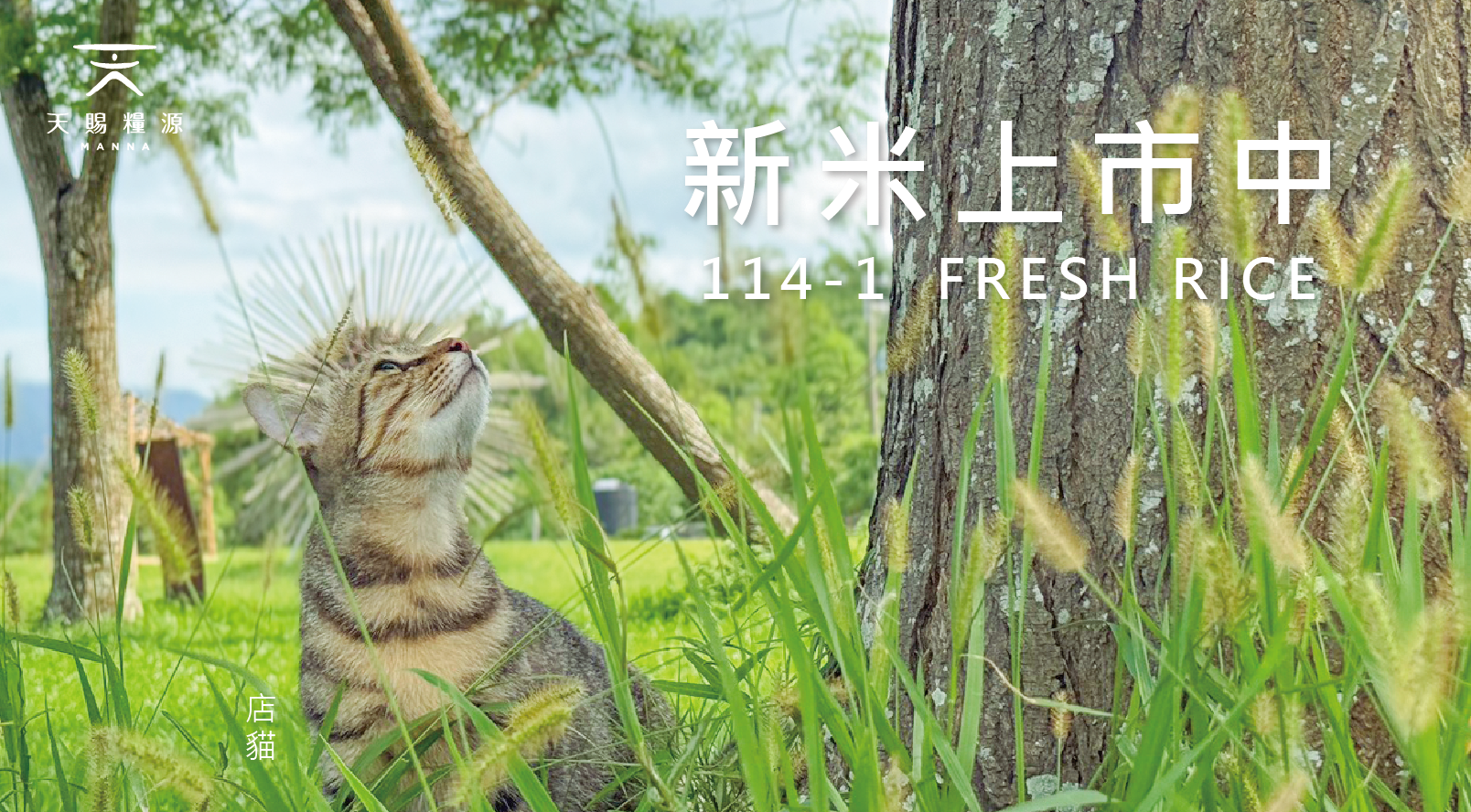 最新公告